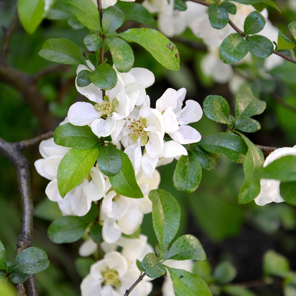 Chaenomeles speciosa Nivalis - Flowering Quince