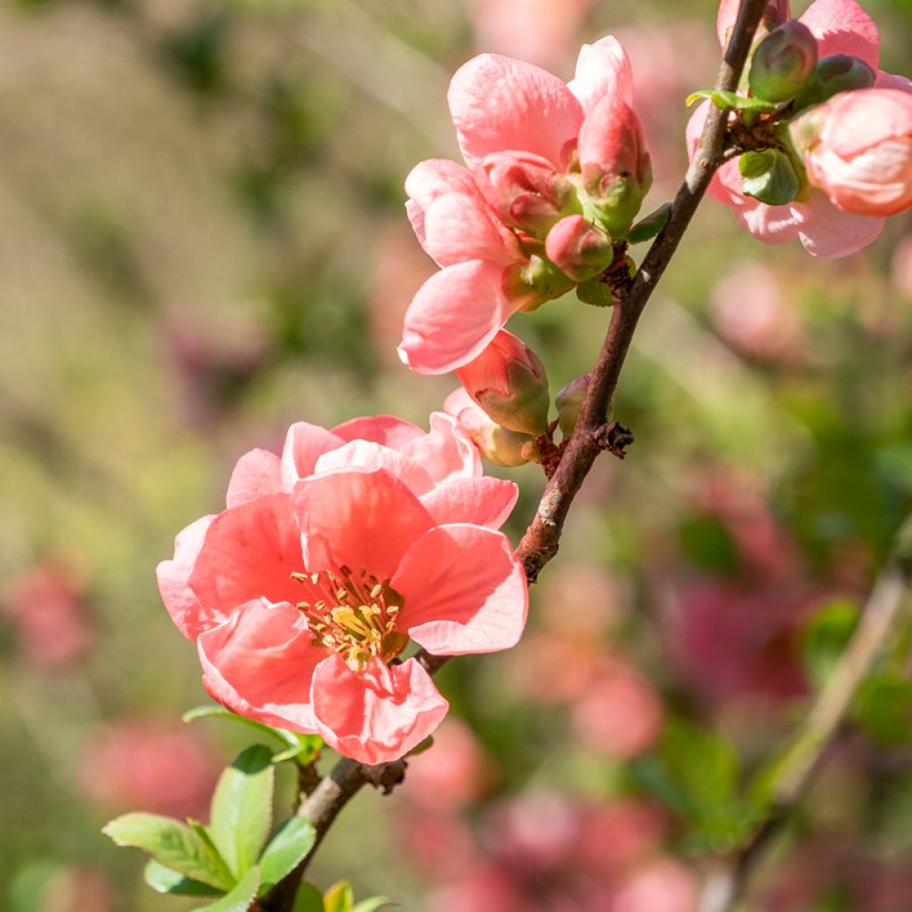 Chaenomeles superba Pink Lady - Flowering Quince