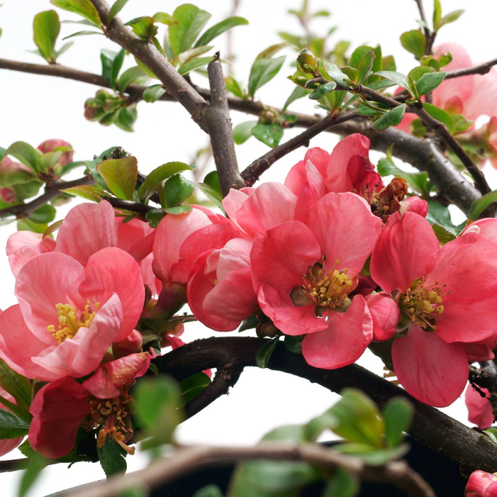 Chaenomeles superba Pink Lady - Flowering Quince