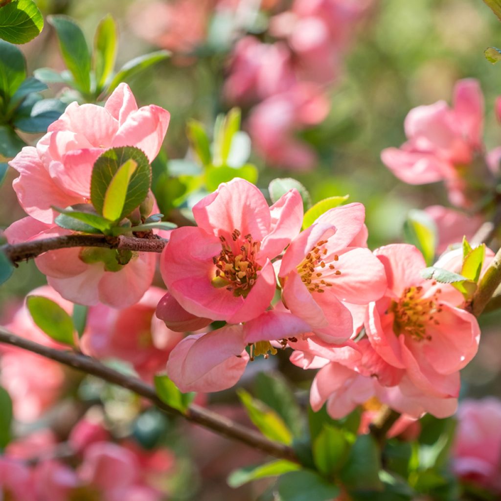 Chaenomeles superba Pink Lady - Flowering Quince