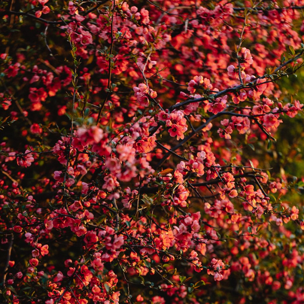 Chaenomeles superba Red Joy - Flowering Quince