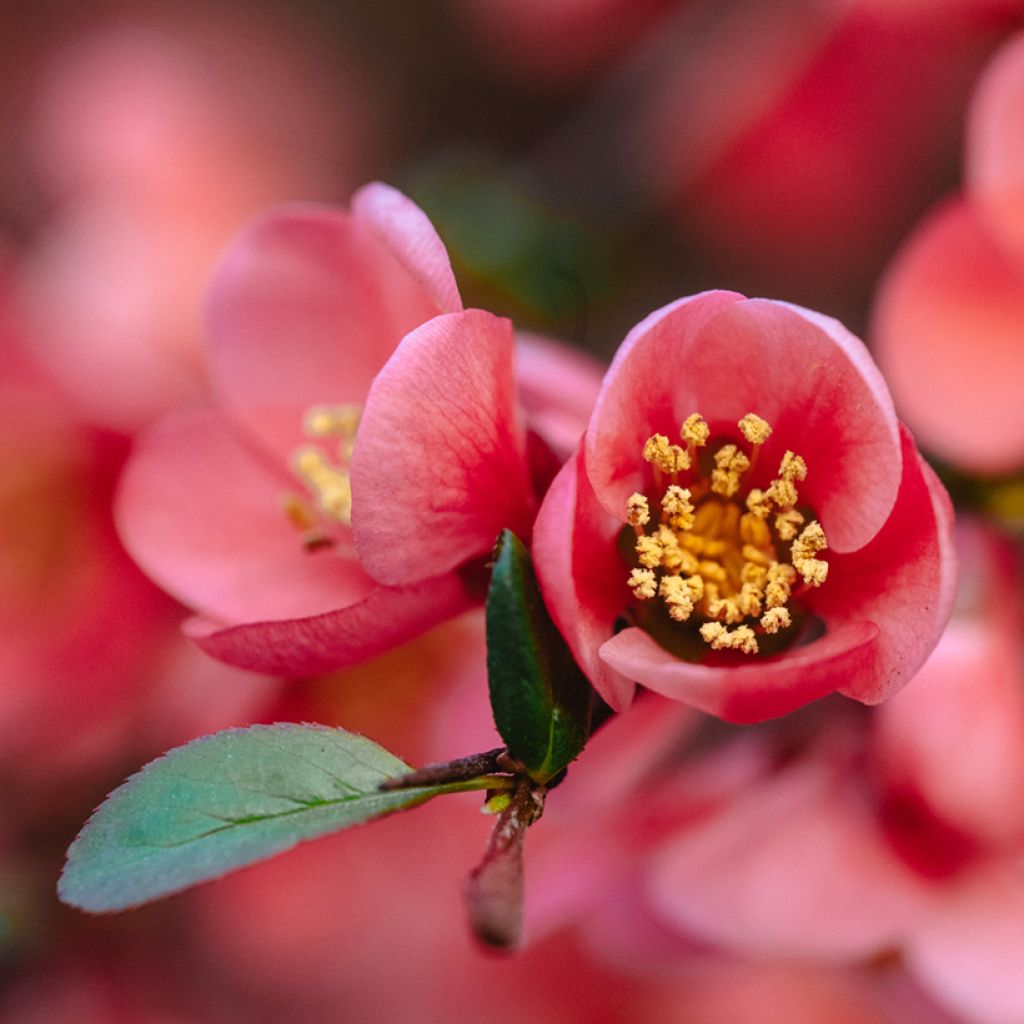 Chaenomeles superba Red Joy - Flowering Quince