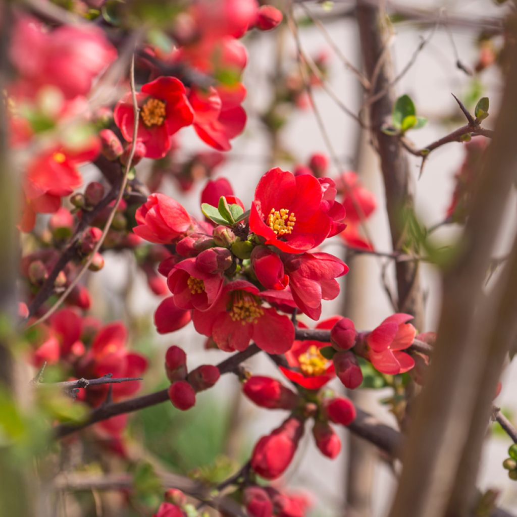 Chaenomeles superba Red Joy - Flowering Quince