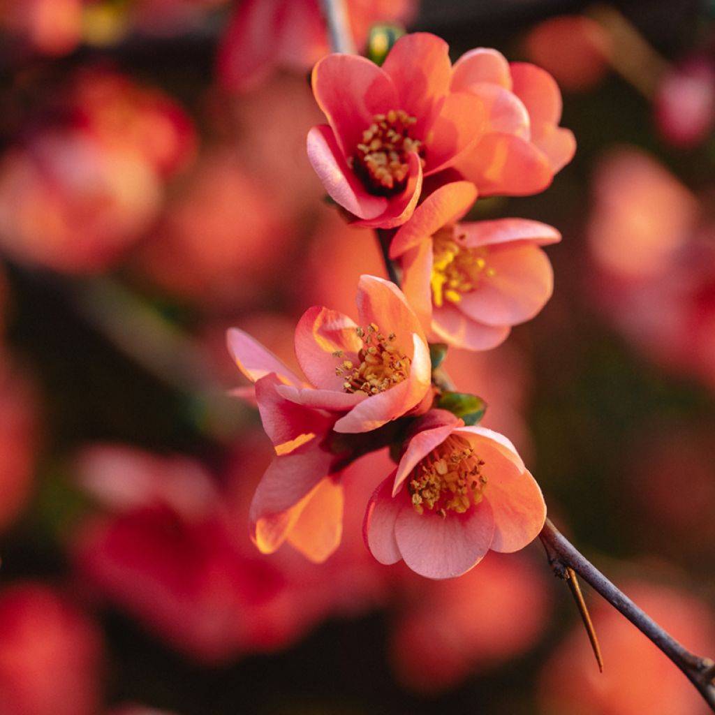 Chaenomeles superba Red Joy - Flowering Quince