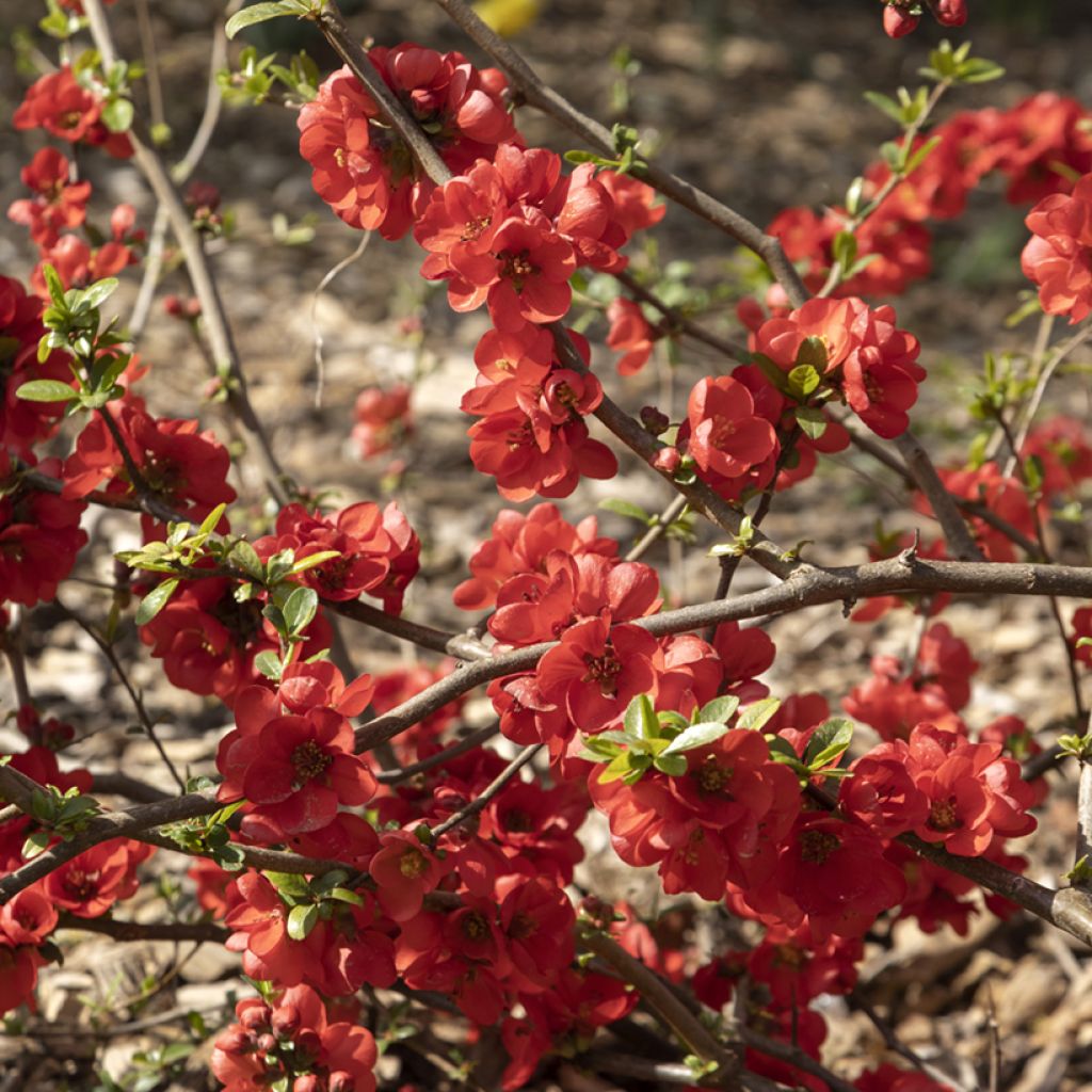 Chaenomeles speciosa Rubra - Flowering Quince