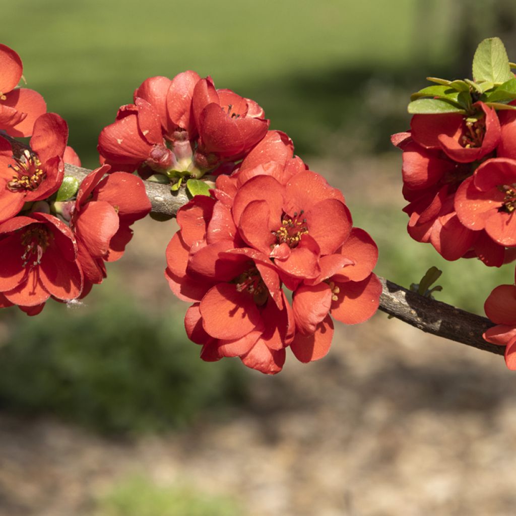 Chaenomeles speciosa Rubra - Flowering Quince