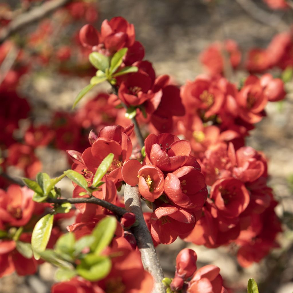 Chaenomeles speciosa Rubra - Flowering Quince