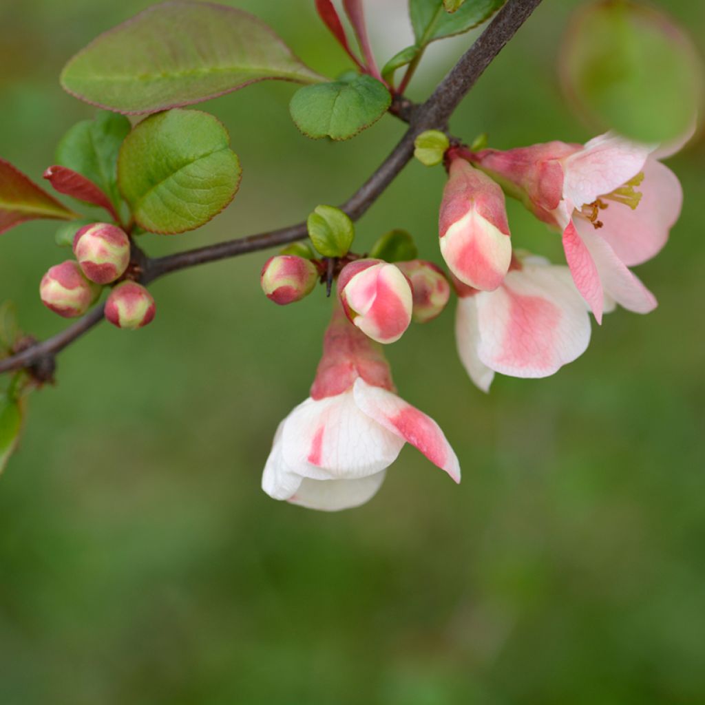 Chaenomeles speciosa Toyo-Nishiki - Flowering Quince