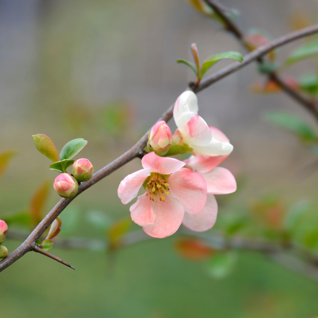 Chaenomeles speciosa Toyo-Nishiki - Flowering Quince