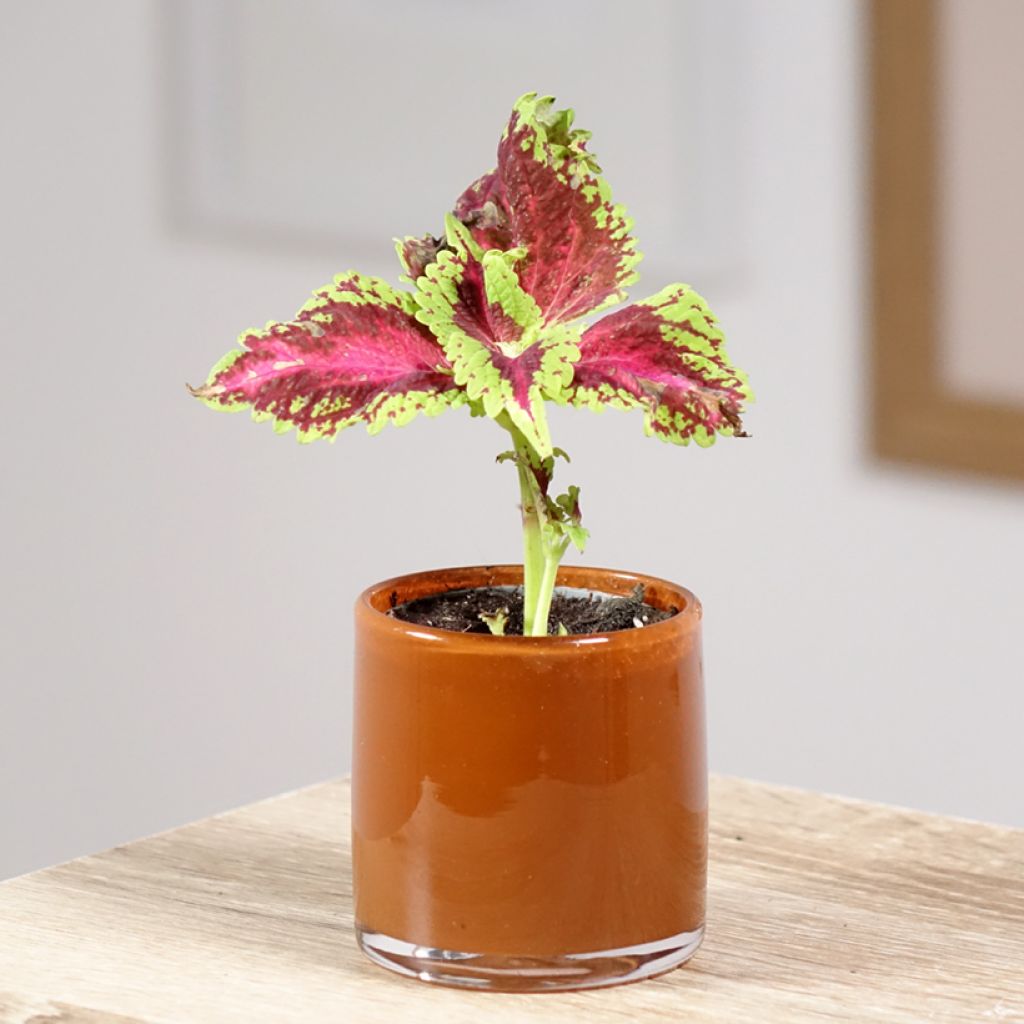 Coleus scutellarioides Le Freak - Painted nettle