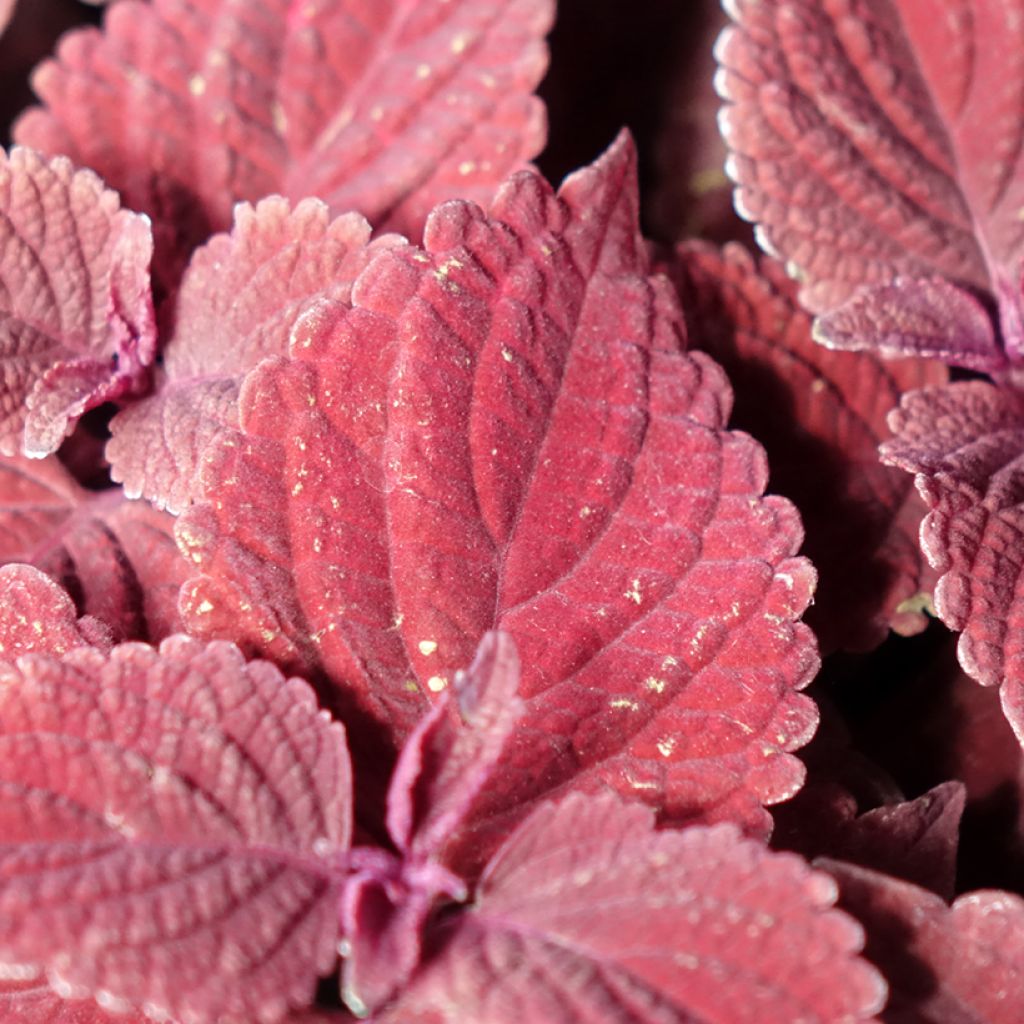 Coleus scutellarioides Second Street - Coléus, Plectranthe fausse-scutellaire, Ortie flamboyante, Tapis monseigneur, Vieux garçon