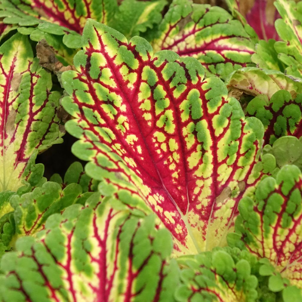 Coleus scutellarioides Spacecake