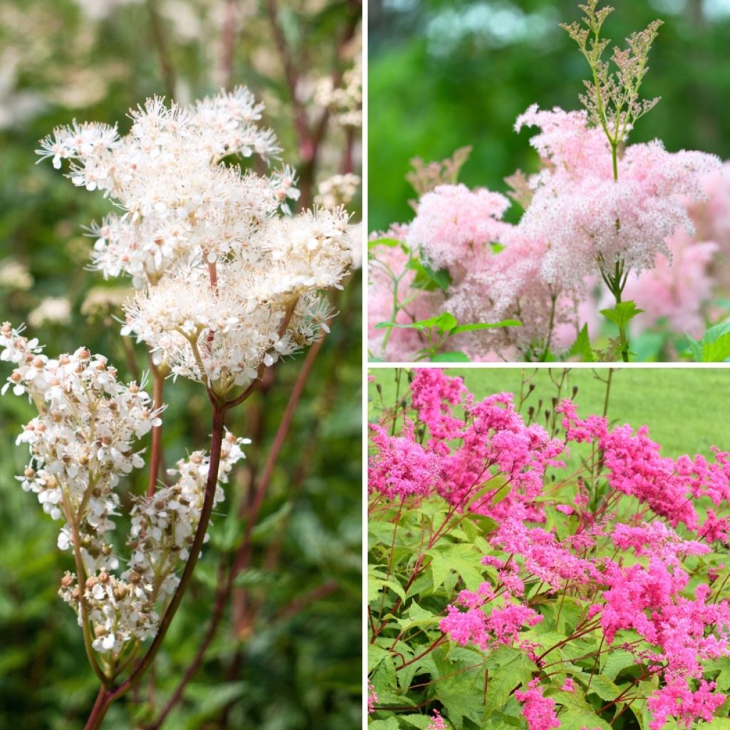 Collection of 3 Filipendula