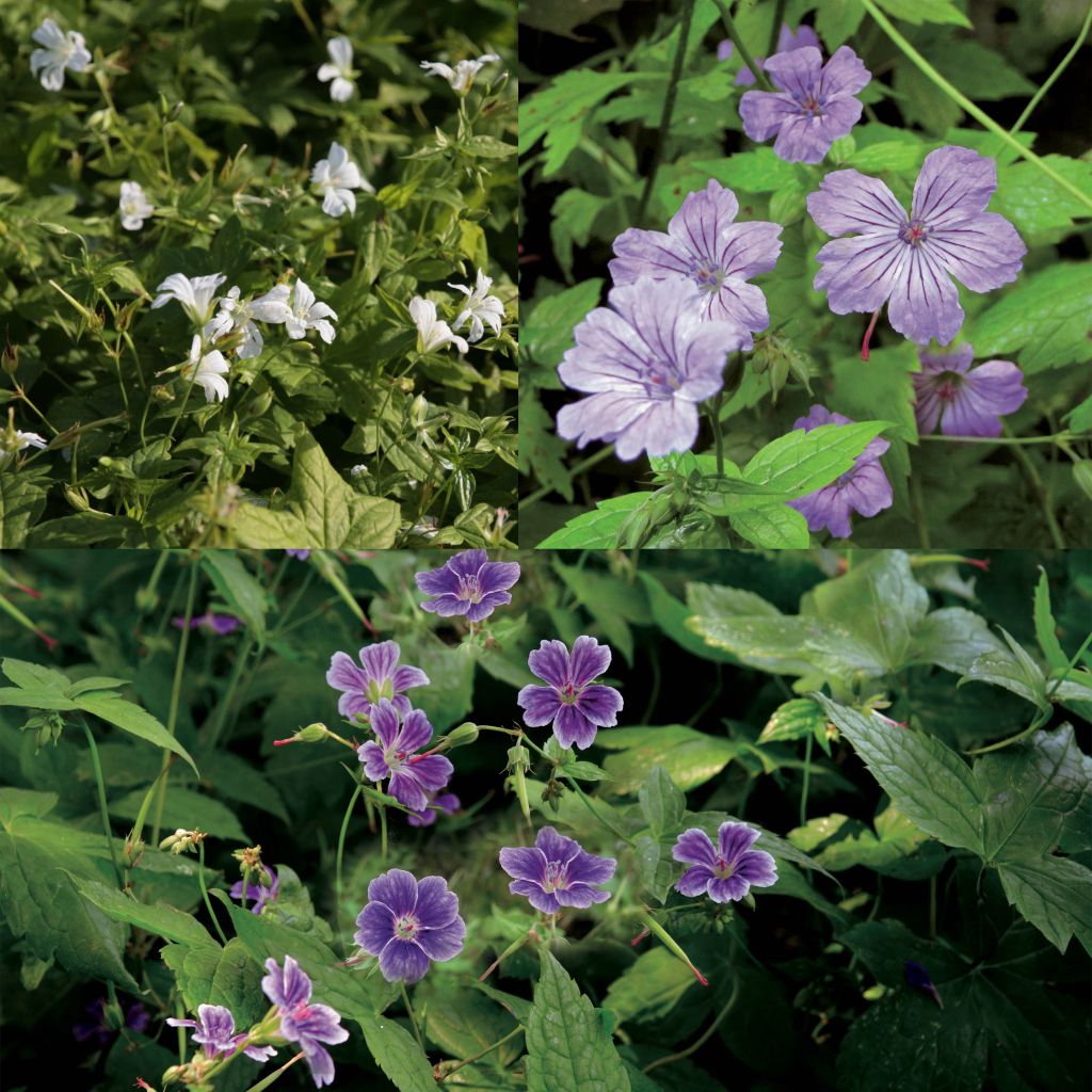 Geranium nodosum Collection
