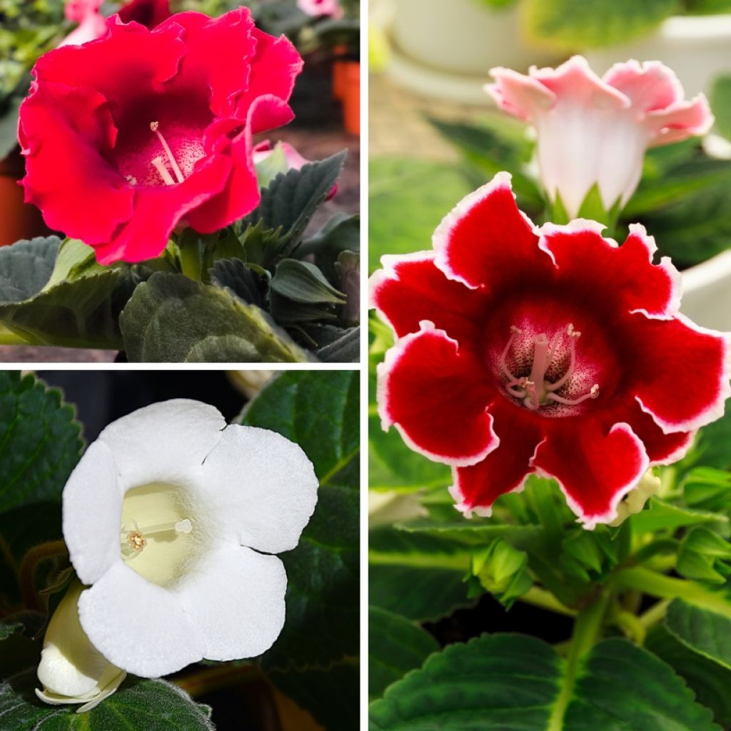 Red and white Gloxinia collection