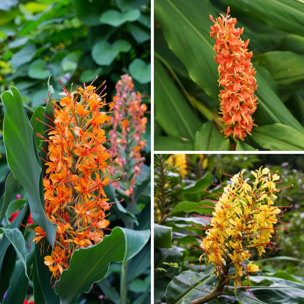 Hedychium Collection - Ornamental Ginger Lilies