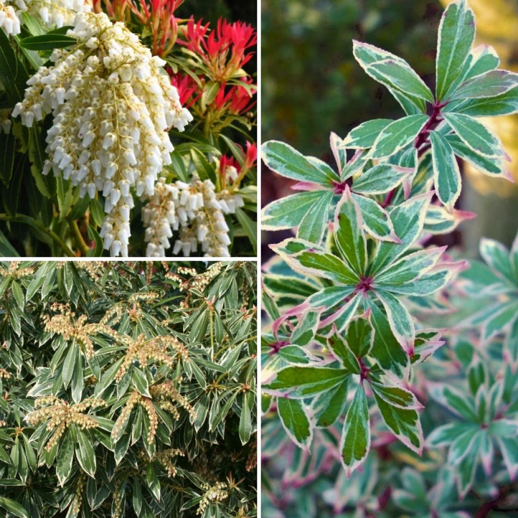 Pieris japonica Collection - Evergreen and Colourful Foliage for Shade