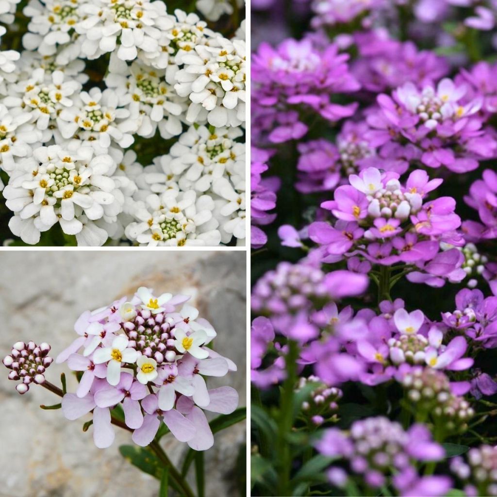 Candytuft collection for rockeries - Iberis