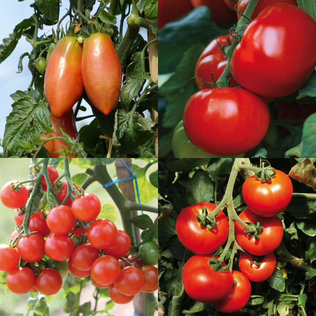 Collection of 4 F1 Hybrid Tomatoes 