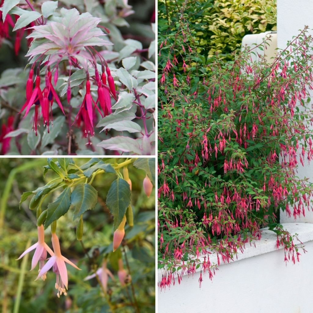 Hardy Shrubby Fuchsias Collection