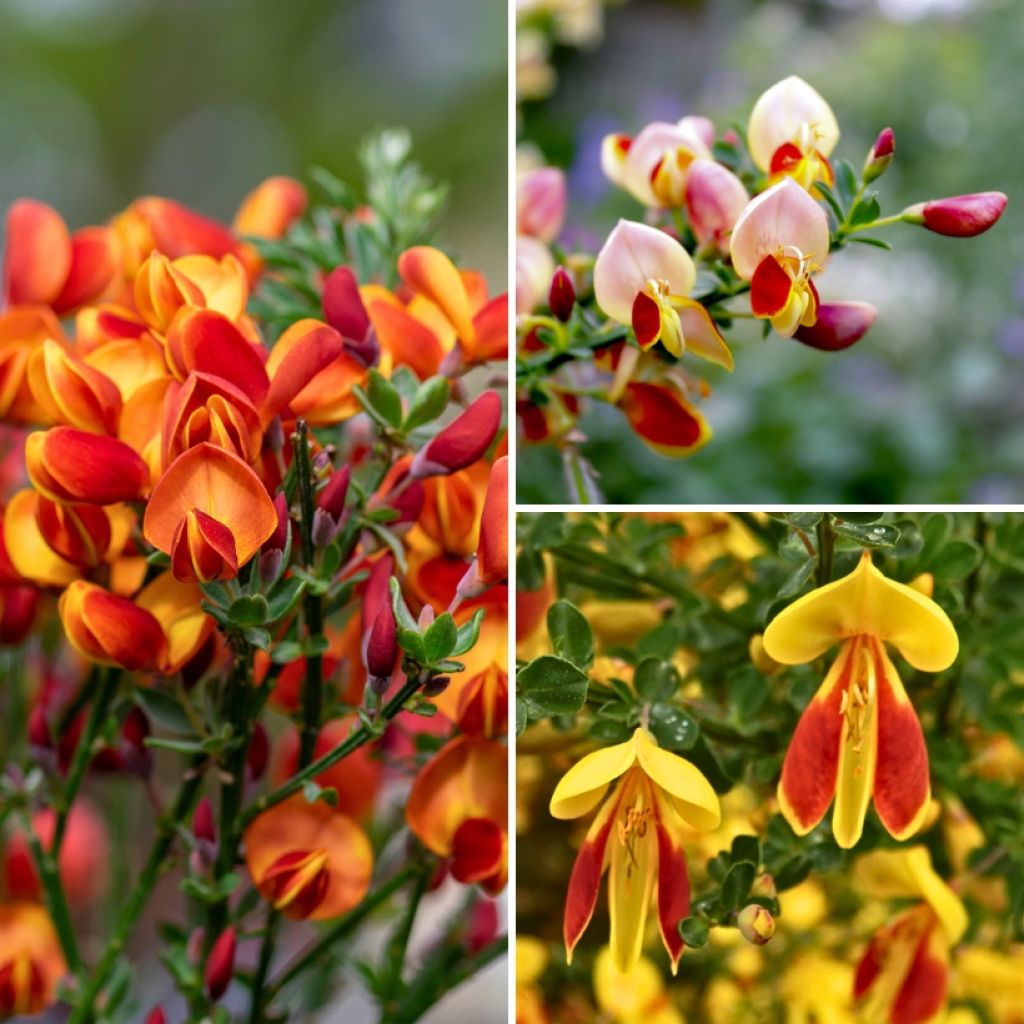 Brooms Collection - Cytisus scoparius