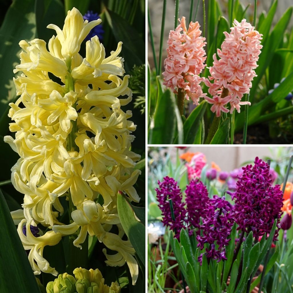 Yellow Orange and Purple Hyacinth Collection