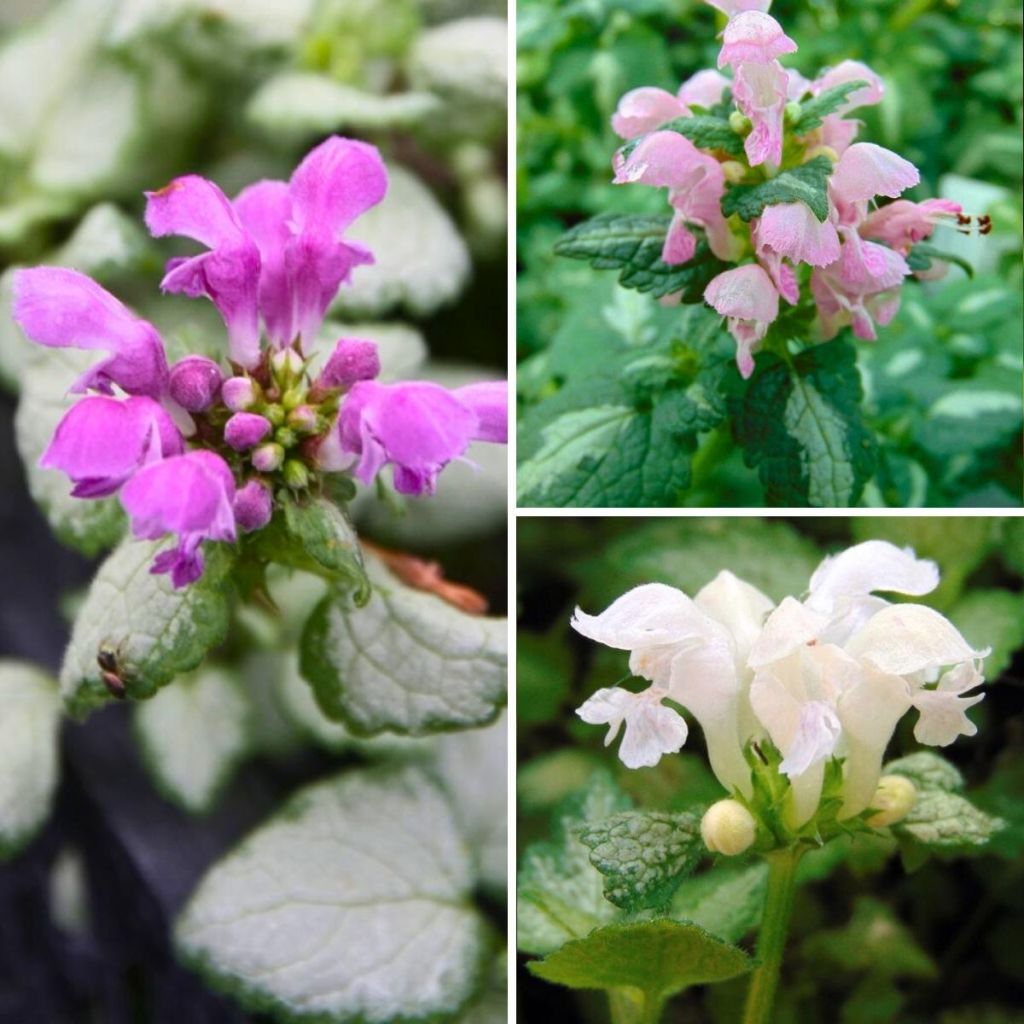 Lamium maculatum Collection at a low price