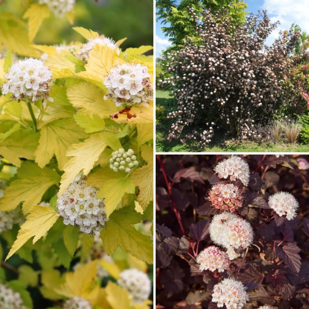 Ninebark Colourful Foliage Collection - Physocarpus