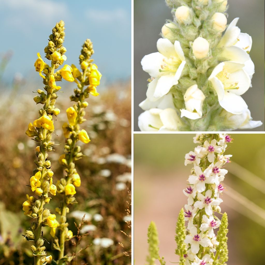 Wild Verbascum Collection - Mulleins