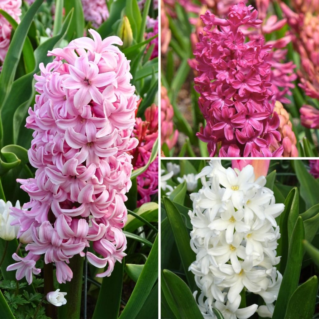 Pink Hyacinth Collection