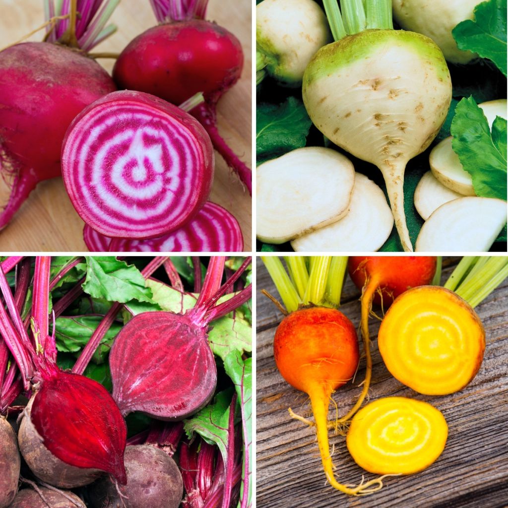 Collection of 4 organic coloured beets