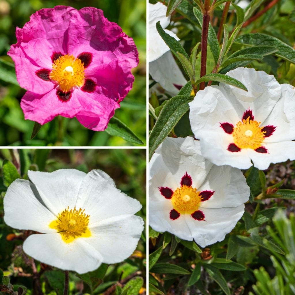 Cistus collection