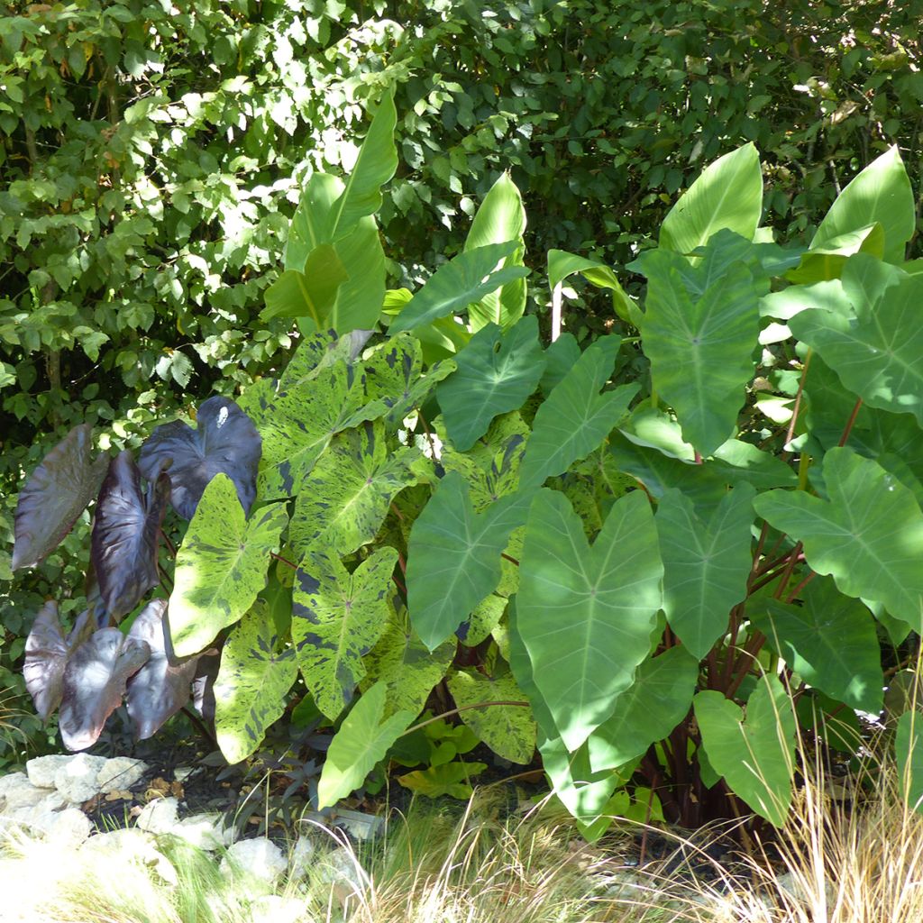 Colocasia esculenta Jack's Giant
