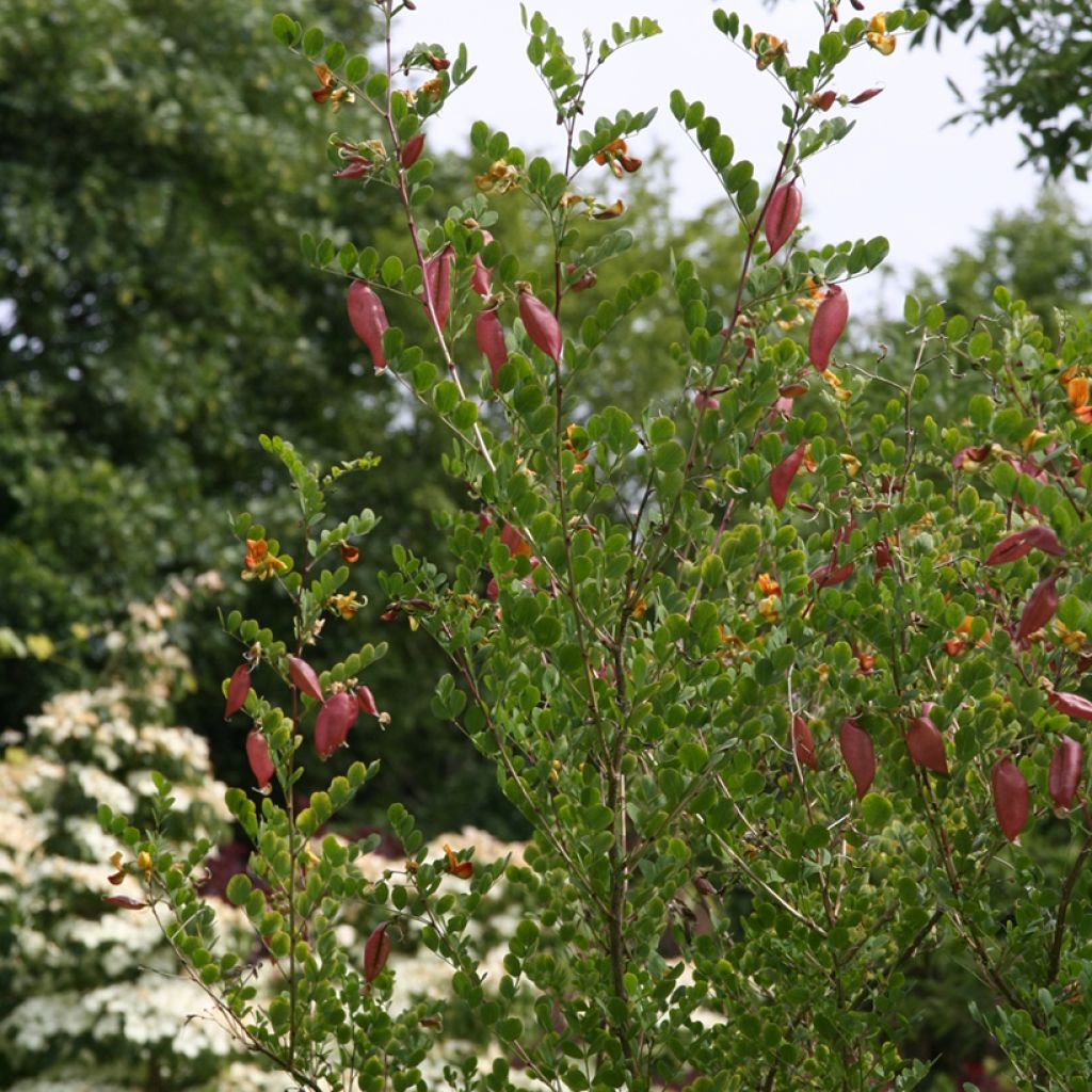 Colutea arborescens