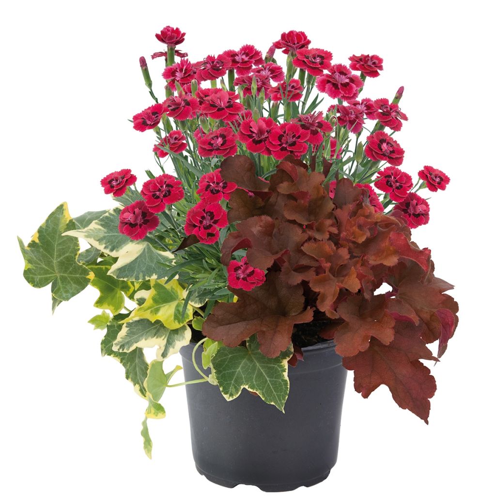 Lucky Charm Blend - blend of 3 young plants