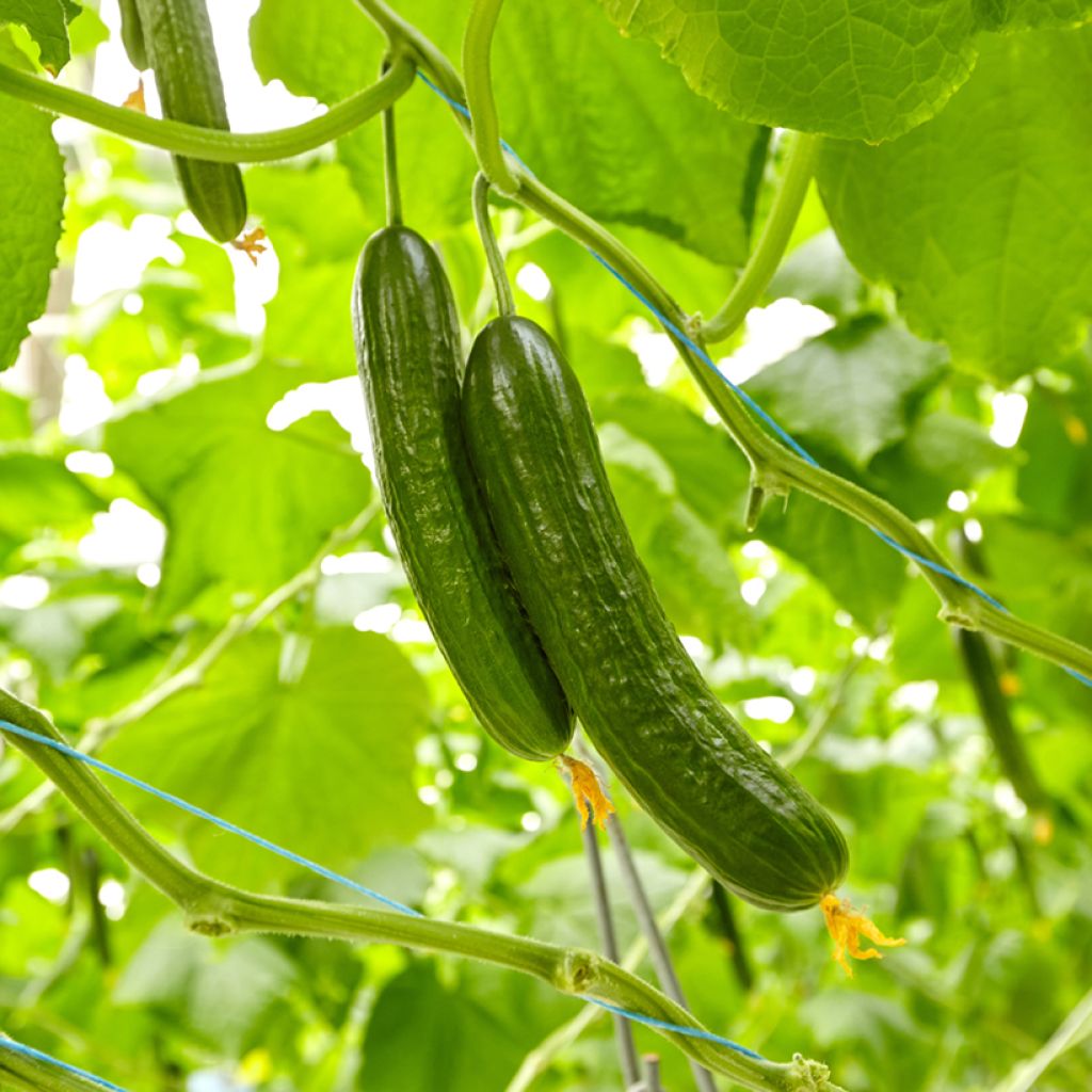 Cucumber Bella - Cucumis sativus