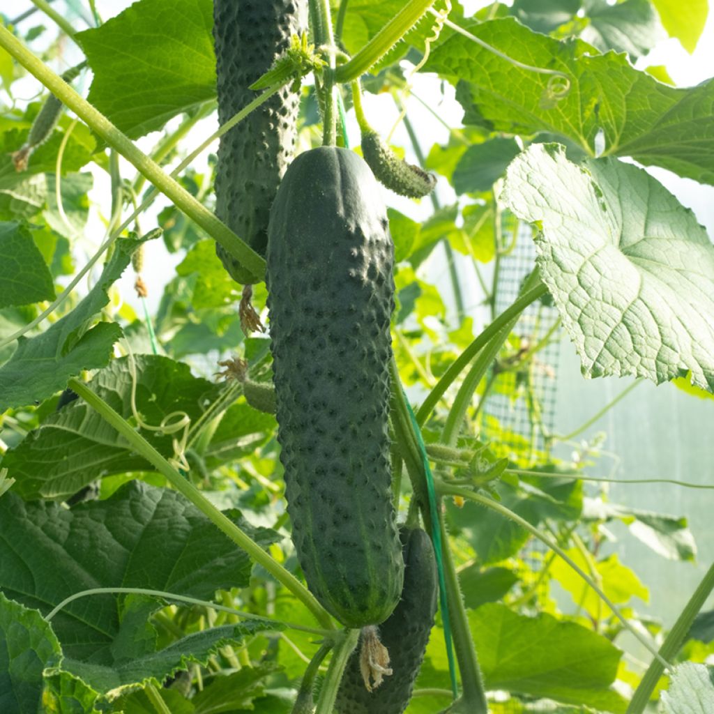 Cucumber Breso F1 - Vilmorin Seeds