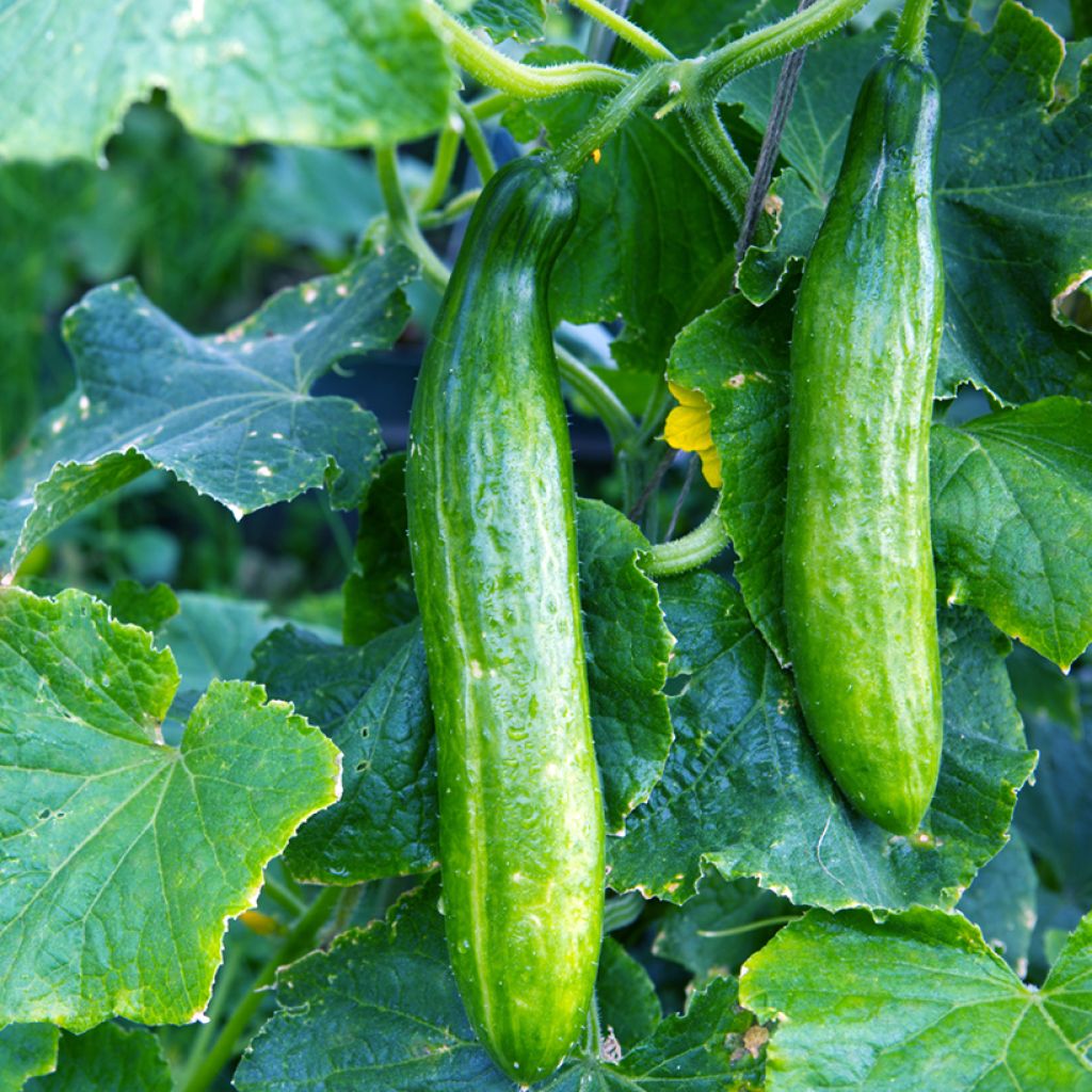 Cucumber Burpless Tasty Green - Cucumis sativus