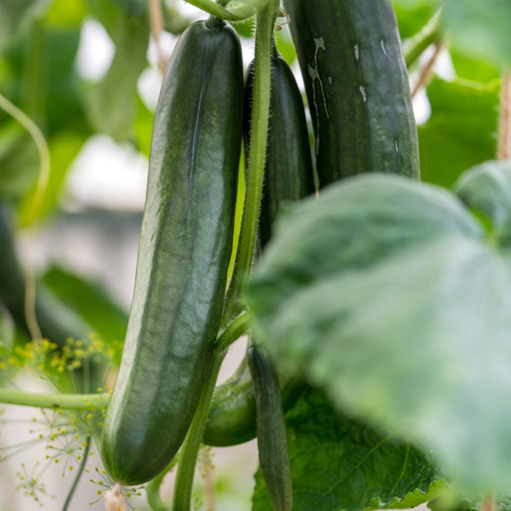 Cucumber Byblos - Cucumis sativus