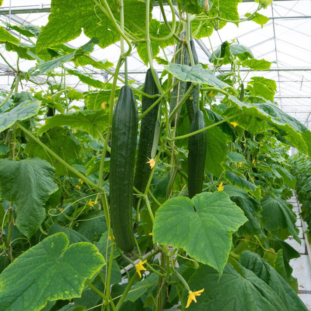 Cucumber Fitness F1 - Cucumis sativus