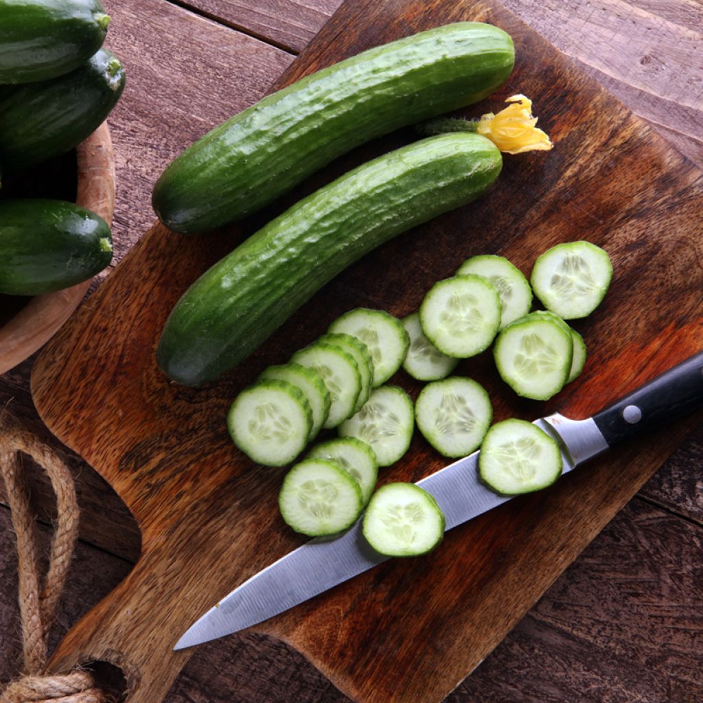 Cucumber Marketer - Cucumis sativus