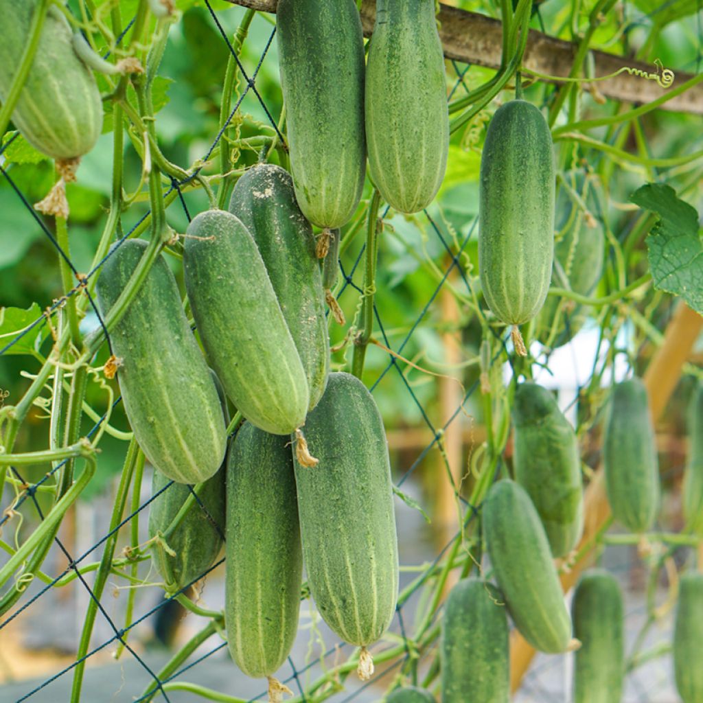 Cucumber Mini Munch - Cucumis sativus