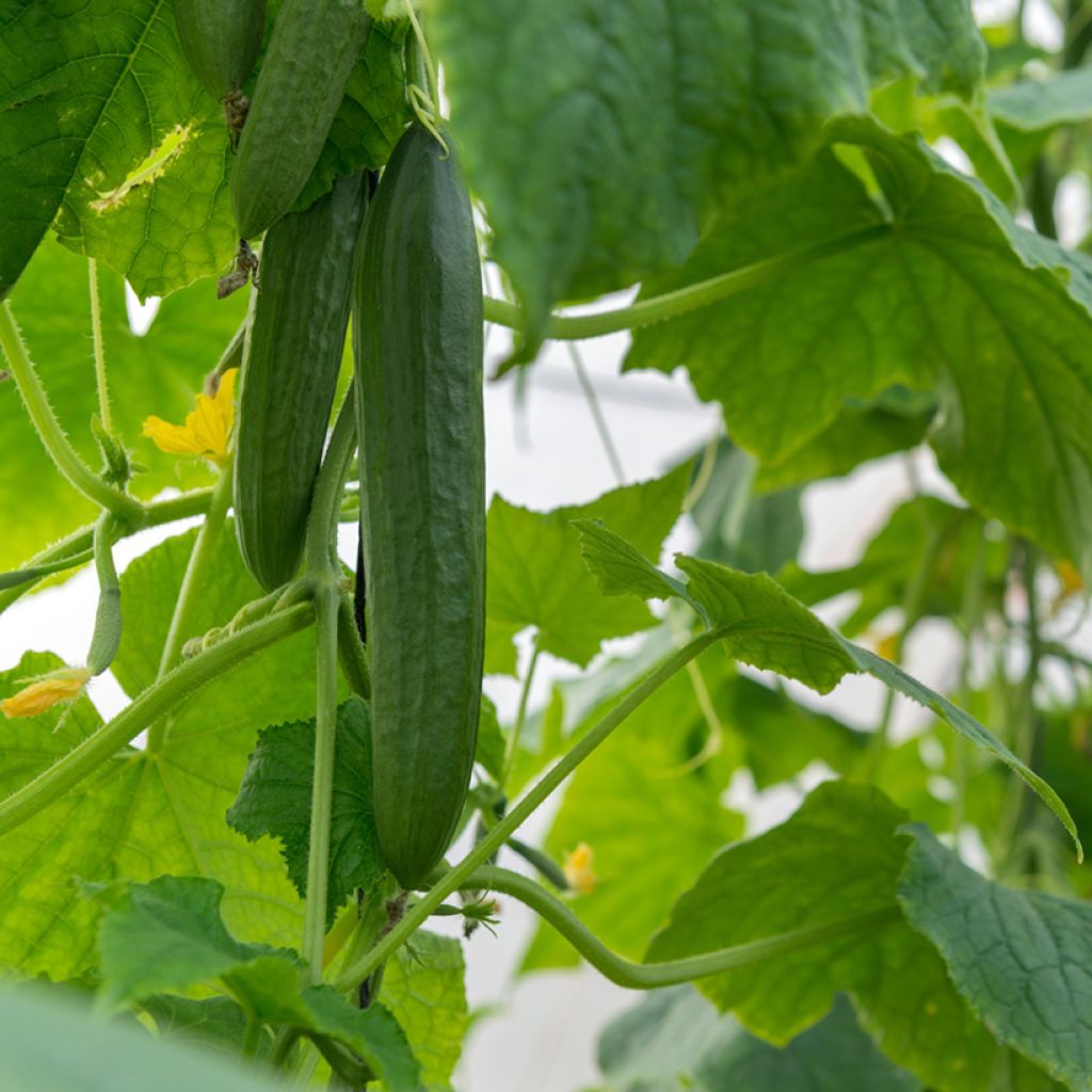 Cucumber Vert Long Maraîcher - Ferme de Sainte Marthe Seeds