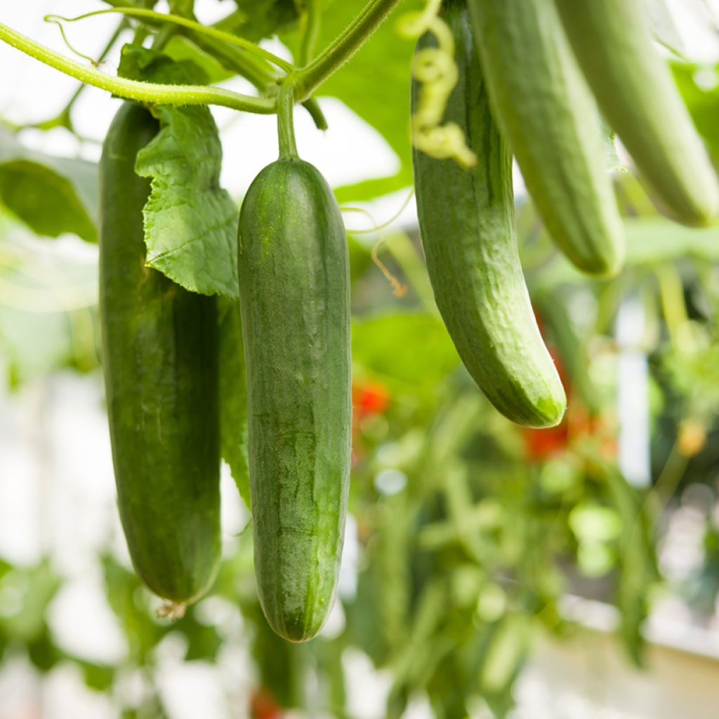 Cucumber Cetriolo Marketer - Cucumis sativus