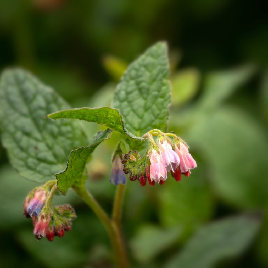 Symphytum Hidcote Pink - Comfrey