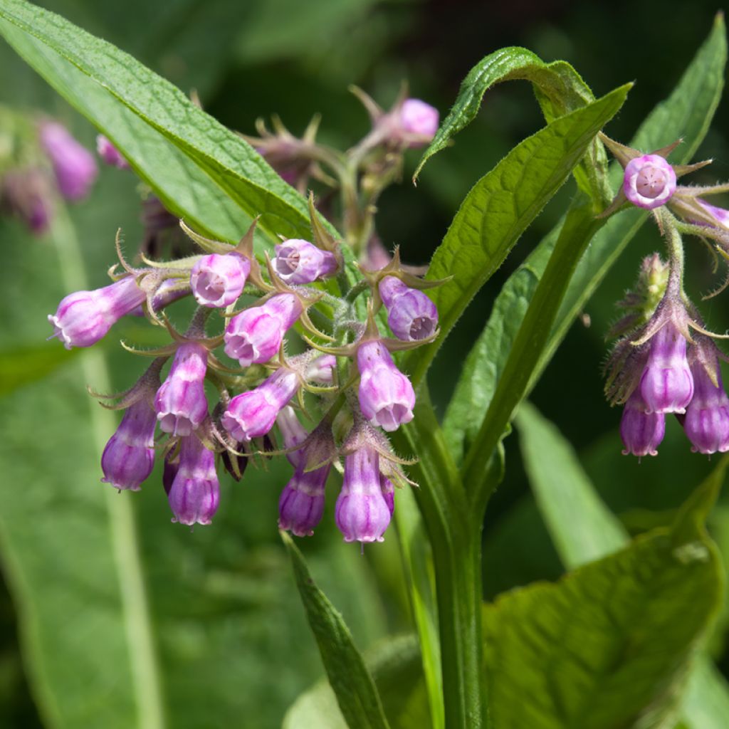 Symphytum officinale - Comfrey