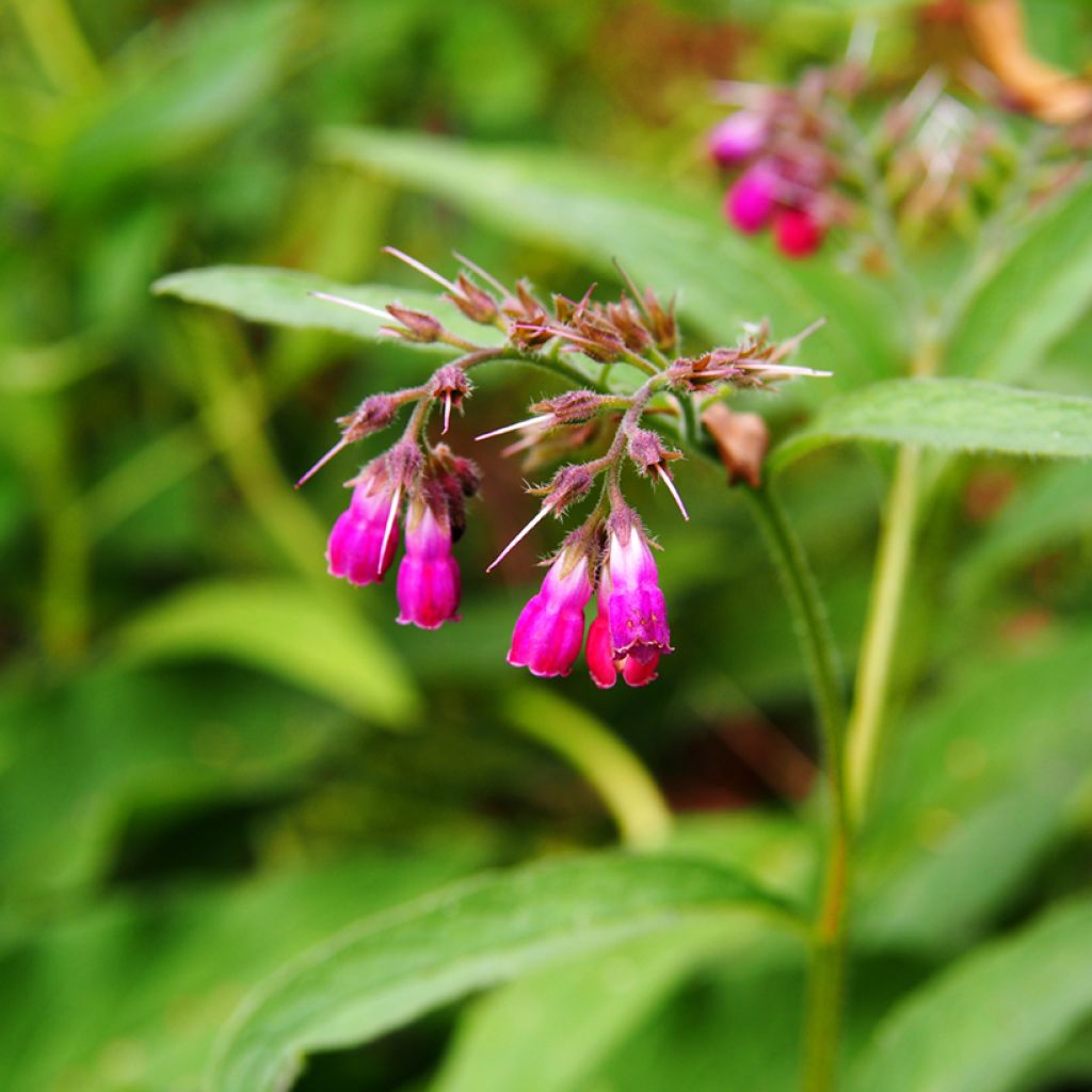 Symphytum rubrum - Red Comfrey