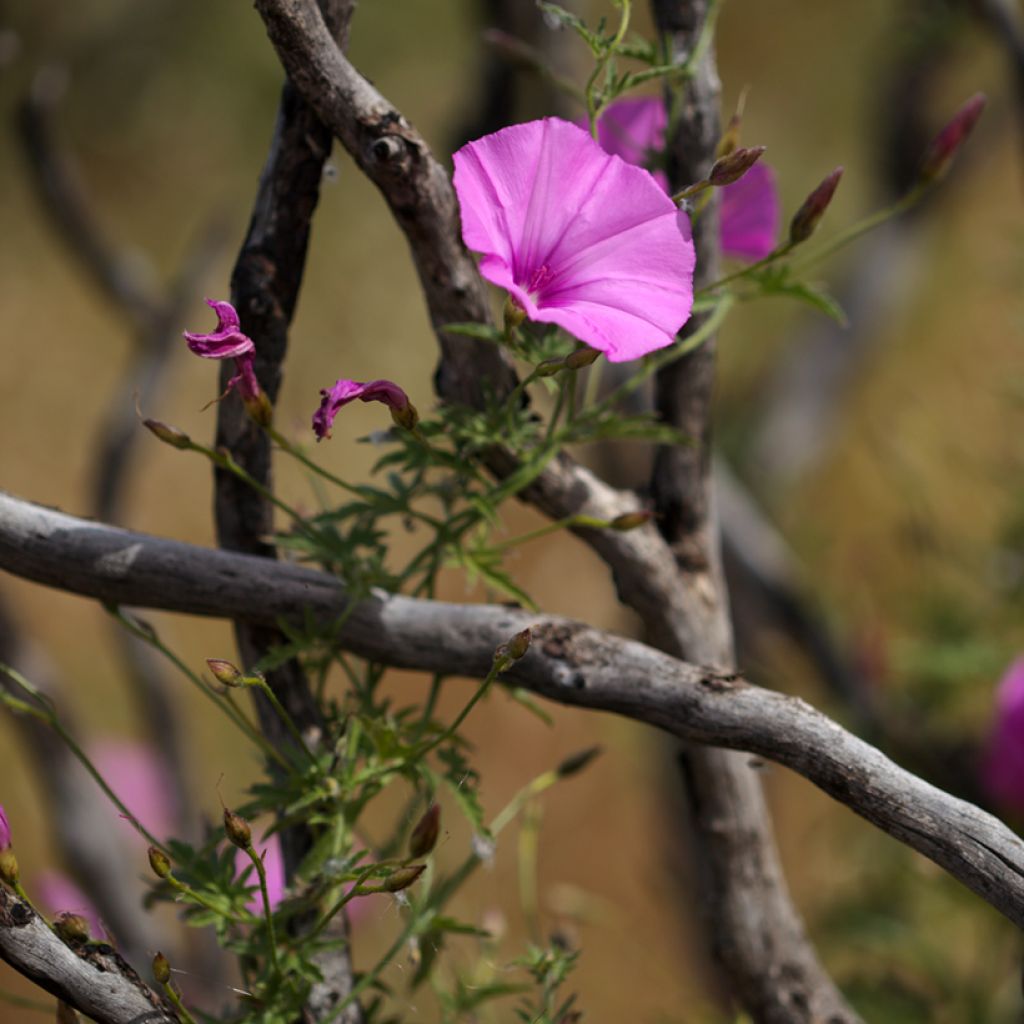 Convolvulus althaeoides