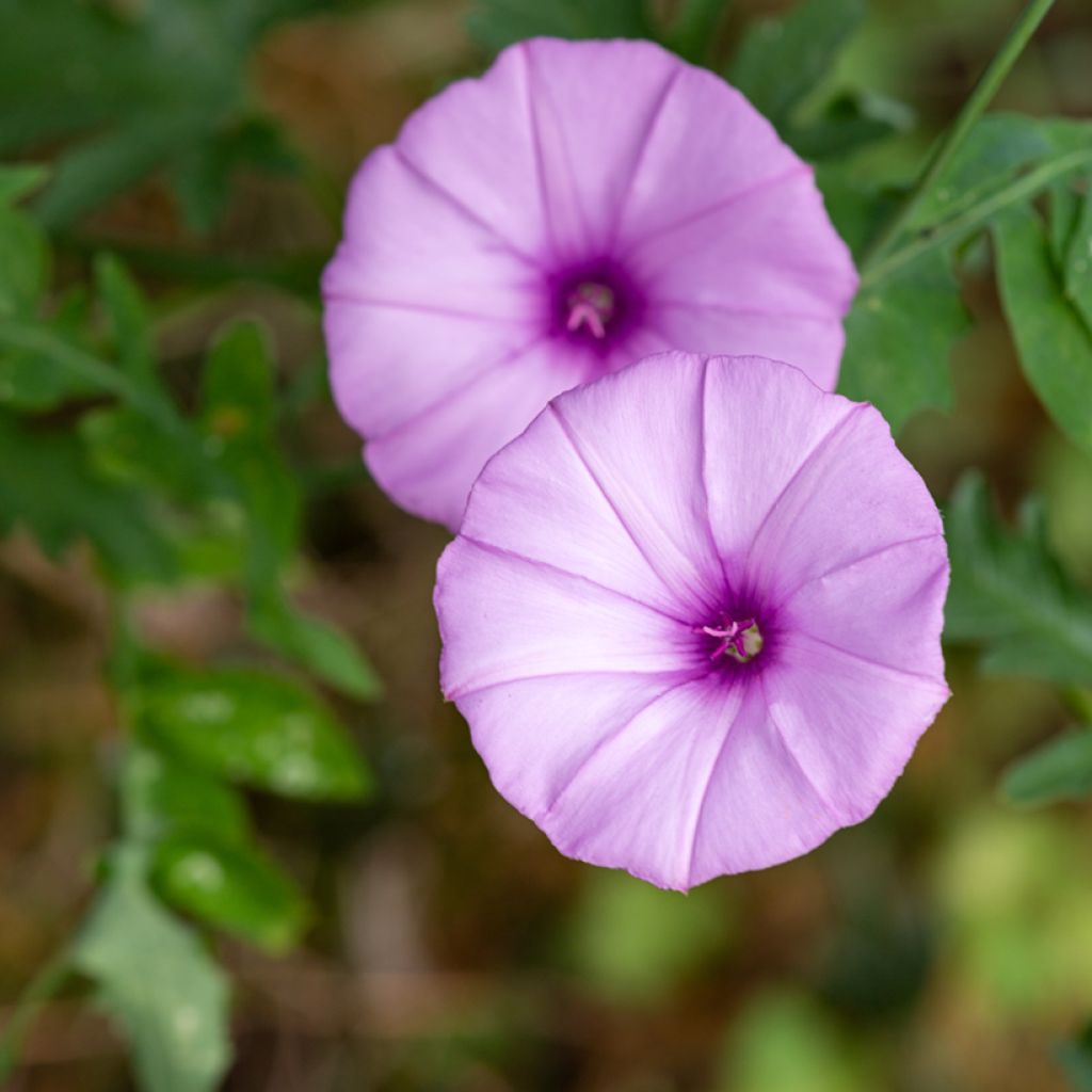 Convolvulus althaeoides