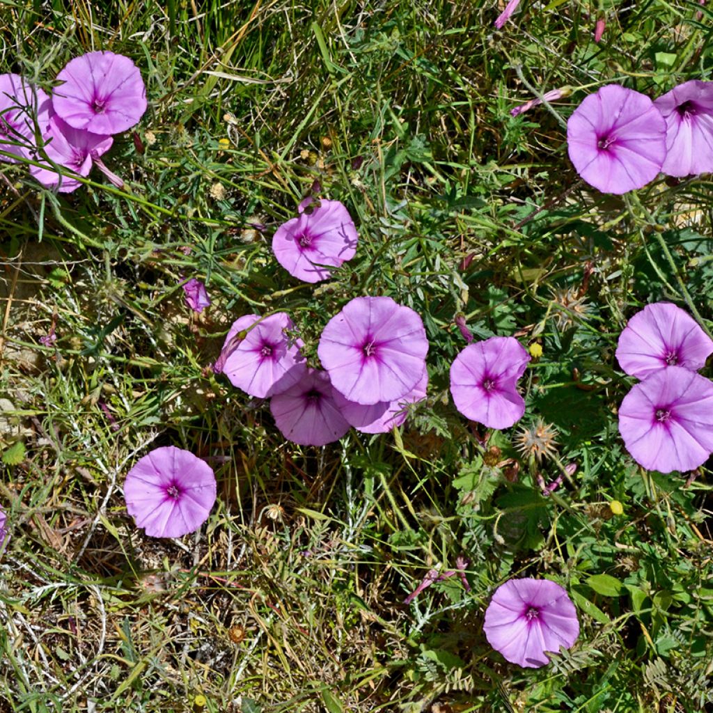 Convolvulus althaeoides